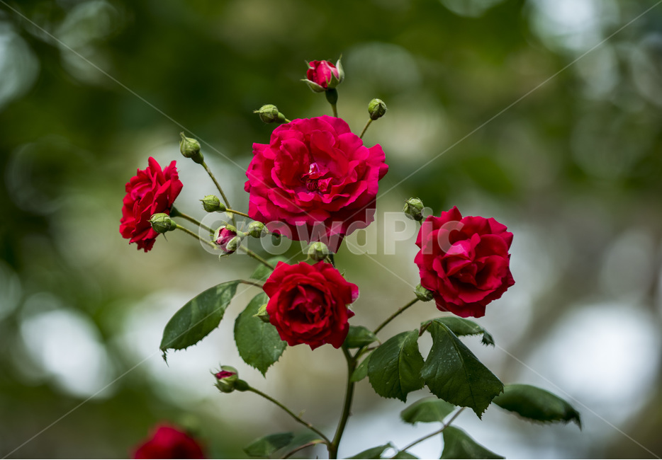 장미꽃,식물,꽃,로즈,야생화,식물,자연,plants,nature,꽃,flower