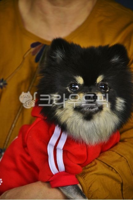 반려견,반려동물,강아지,개,사람,동물,포메라이언,블랙탄