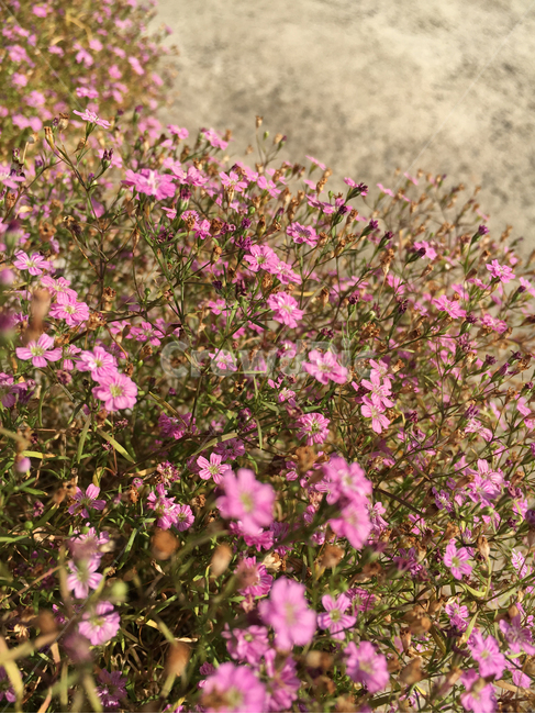 꽃,분홍색,핑크,배경,백그라운드,꽃잎,flower,길,pink,background,감성,식물,자연,plants,nature,꽃,flower