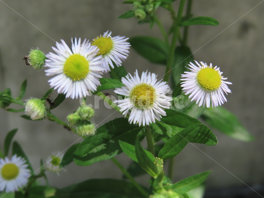 피어나다,꽃,노란색,아름다움,식물,공원,귀여운,흰색,bloom,flower,yellow,beautiful,plant,park,cute,white,계란꽃