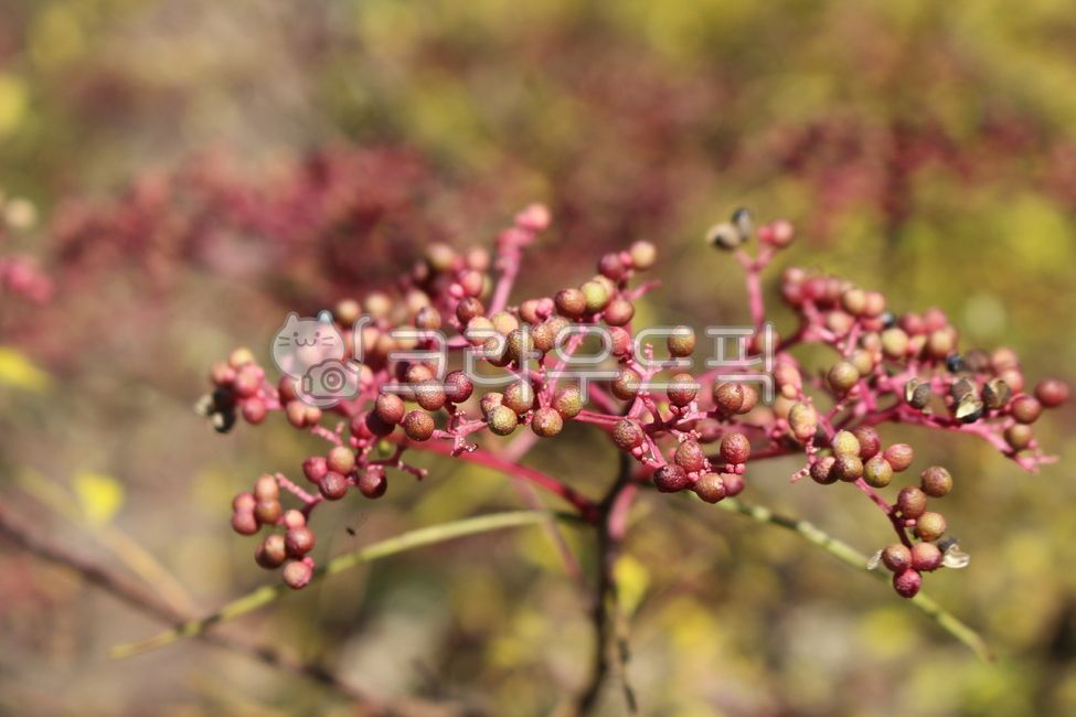 plant, 식물, 산초, 산초열매, 자연, 사진,이미지,일러스트,캘리그라피 - 미미랑작가