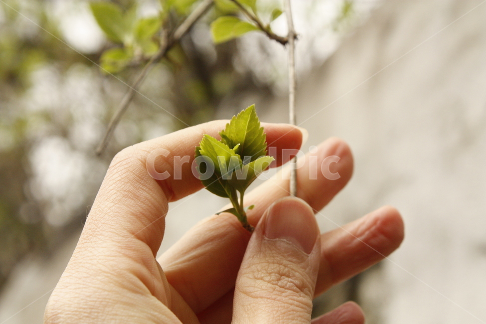 손가락,finger,human,사람,나뭇잎,봄,새싹