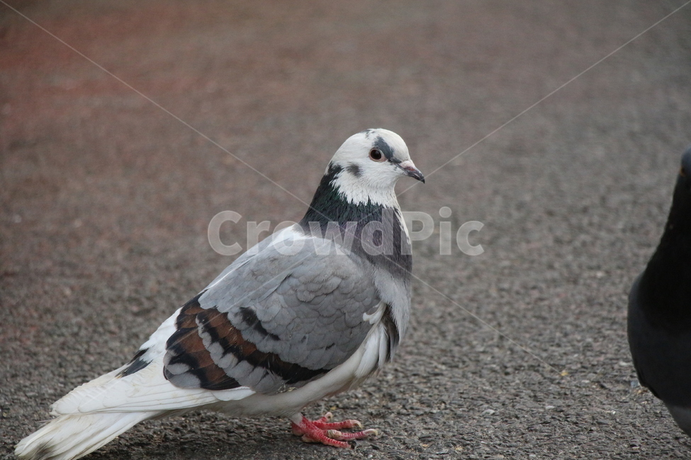 새,비둘기,길찾기,친구,홀로서기,평화,조류,동물,animal,조류,새,birds