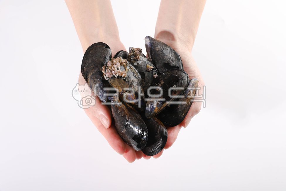 홍합,수산물,바다생물,먹거리,조개,음식,식재료,요리,food,cook,meal,dishes,food reserves,수산물,해산물,fishery products,seafood