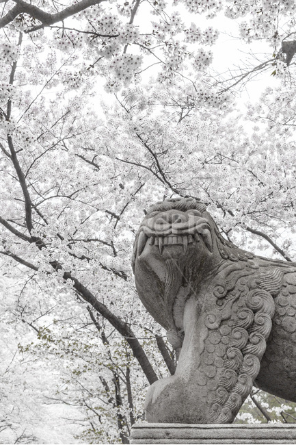 봄,벗꽃,해태상,조형물,석상,풍경,만개,봄,계절,spring,season,한국전통,한국문화,korean traditional,korean culture,조각상,동상,석상,조형물,statue,bronze statue,stone statue,흑백,모노톤,monochrome,black and white,plant,식물