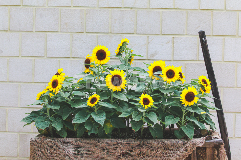 꽃,flower,해바라기,sunflower,맑음,sun