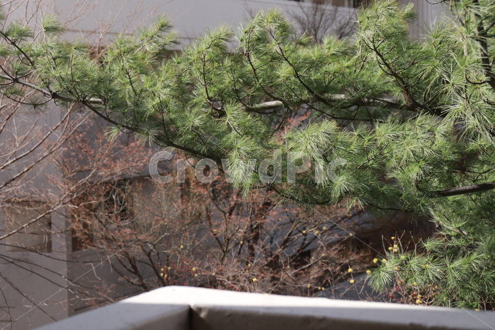 소나무,자연,배경,나무,난간,자연,풍경,nature,landscape,tree,plant,식물,conifer,구과 식물
