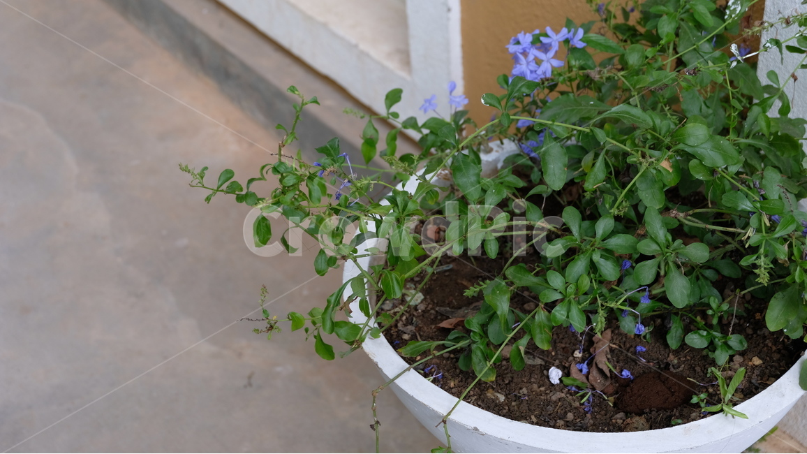 식물,꽃,자연,풀,화분,green,flower,녹색,초록색,식물,자연,plants,nature,꽃,flower