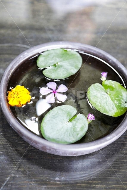 전통차,찾잔,다같이,모임,두사람,식물,자연,plants,nature,꽃,flower
