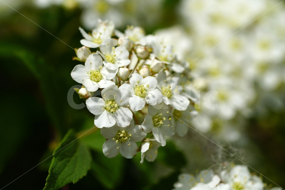 공조팝나무,꽃,플라워,식물,자연,초여름,nature,flower,식물,자연,plants,nature,꽃,flower