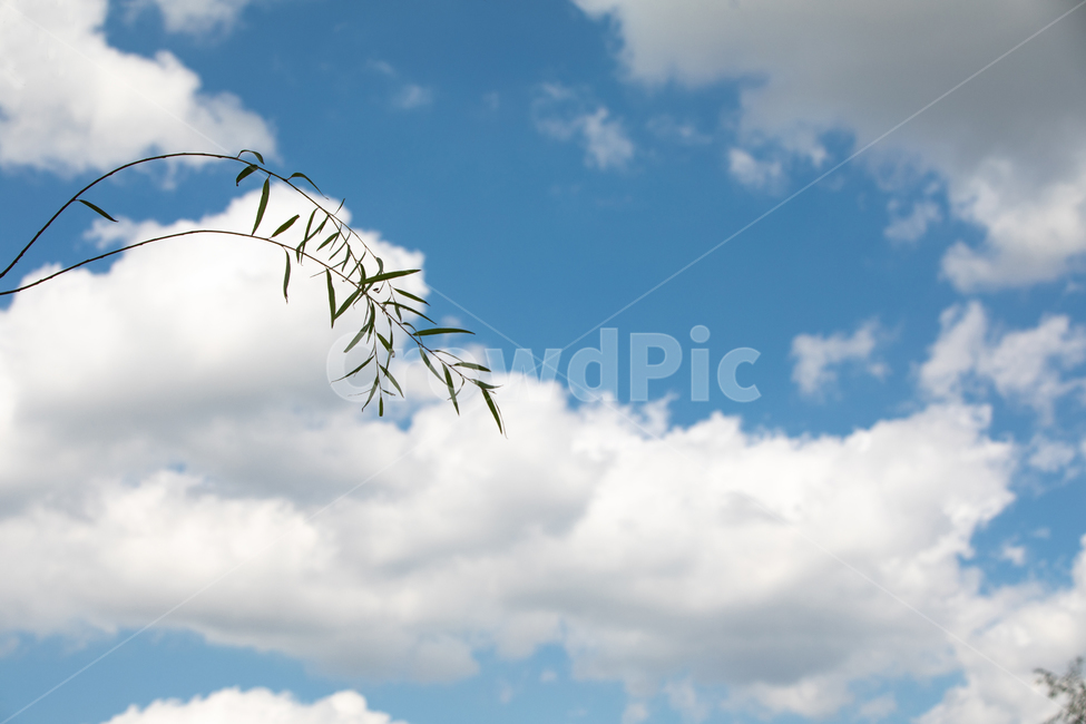 가을하늘,공원,하늘,구름,생태공원,자연,가을,자연,풍경,nature,landscape,outdoors,옥외,azure sky,푸른 하늘,sky,cloud