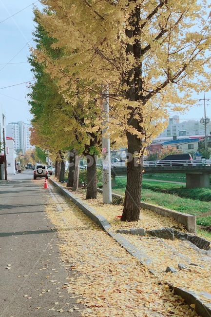 낙엽,은행나무,초가을,늦가을,가을