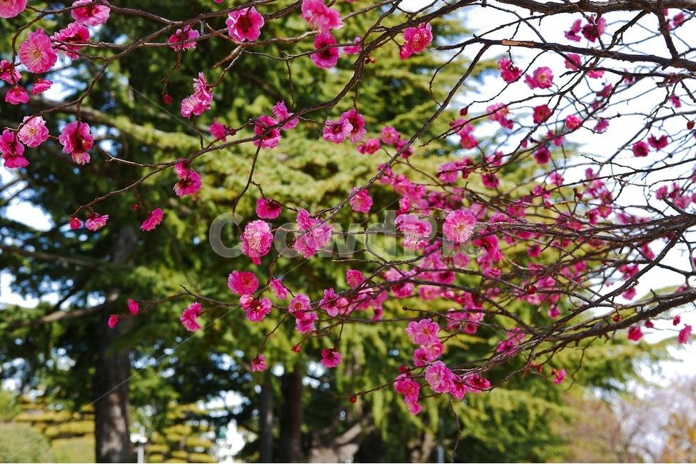 매화꽃,홍매화꽃,매화,홍매,봄맞이,배경,백그라운드,소나무,꽃봉오리,꽃,나무,하늘,파란하늘,나무가지,물오른,시작,어리다,예쁜,아름다운,사쿠라,겹매화꽃,클로즈업,매크로,접사,자연,분홍꽃,꽃분홍꽃,붉은색,매화나무,매실나무,홍매화,공원,농원,봄,계절,spring,season,식물,자연,plants,nature,꽃,flower,plant