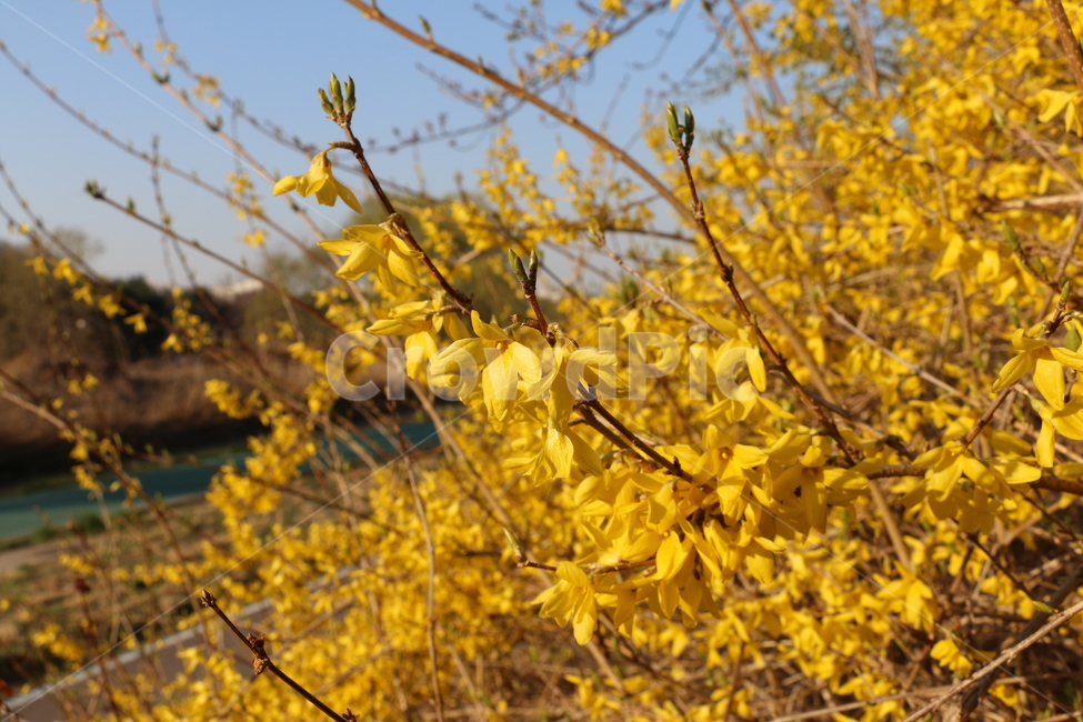 꽃,개나리,개나리꽃,봄,flower,koreanforsythia,봄꽃,식물,봄,계절,spring,season,leaf,잎,plant