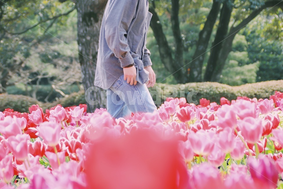 튤립,봄,설레임,빨강,고백,봄,계절,spring,season,사람,인물,인간,human,person,남성,남자,man,male,감성,sensible,feeling,plant,식물