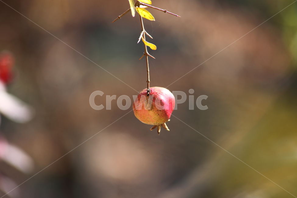 석류,열매,과일,식물,pomegranate,fruit,식물,자연,plants,nature,과일,열매,fruit