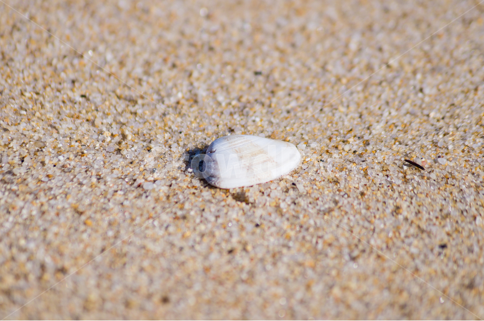 겨울,바다,조개,껍질,모래,winter,sea,shellfish,meaning,해변,바다,beach,sea
