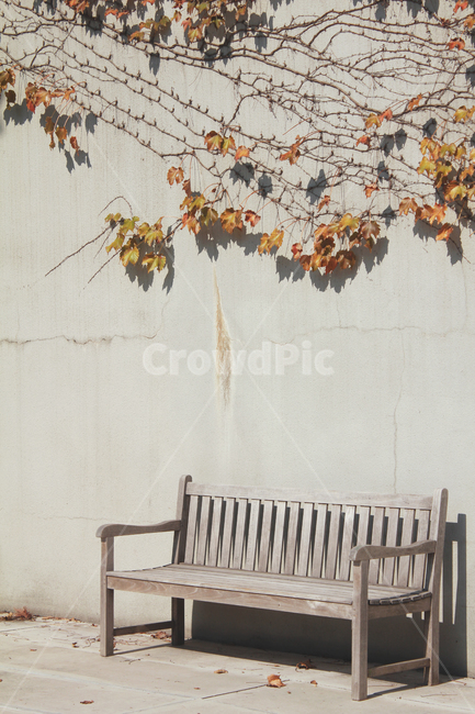 furniture,가구,leaf,잎,plant,식물,담쟁이,벤치,선유도공원,bench