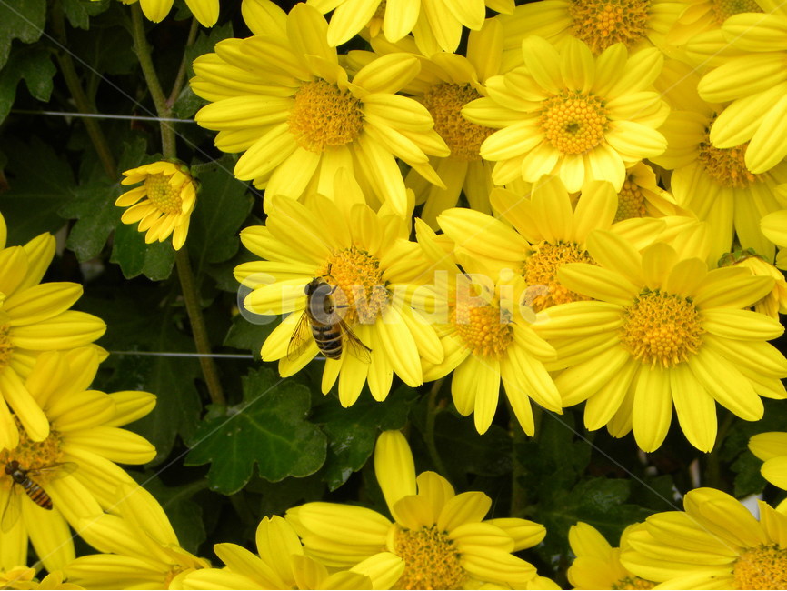 꽃,꽃밭,식물,벌,꿀벌,호박벌,flower,bee,honeybee,bumblebee,식물,자연,plants,nature,꽃,flower,동물,animal,곤충,벌레,insect,bug