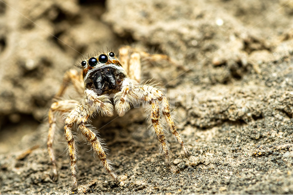 거미,깡총거미,곤충,무척추동물,spider,macro