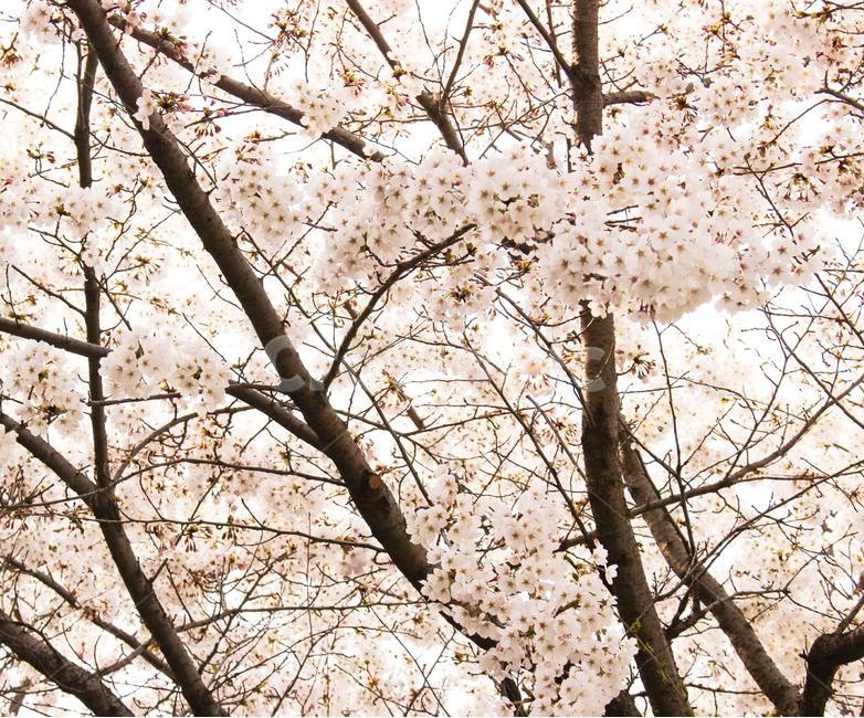 벚꽃,나무,벚나무,봄,꽃,blossom,flower,식물,plant,식물,자연,plants,nature,꽃,flower