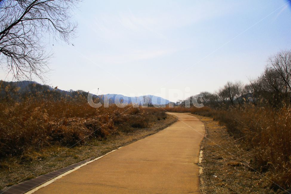 갈대,억새,풀,마른풀,풀숲,풀숲길,하천,강가,길가,가을,계절,fall,autumn,season,자연,풍경,nature,landscape,road,도로,asphalt,아스팔트