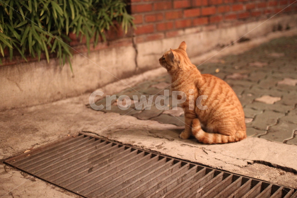 고양이,길고양이,cat,반려동물,사랑,love,동물,animal,포유류,mammal,고양이,cat,kitten,kitty