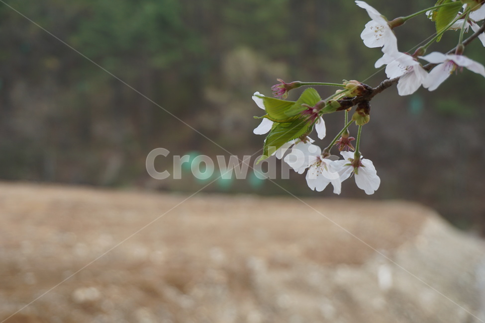 봄,꽃잎,4월,벚꽃나무,벚꽃,연두색,봄,계절,spring,season,식물,자연,plants,nature,꽃,flower,plant
