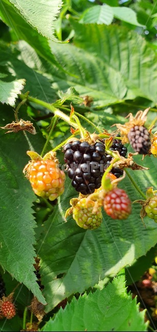 raspberry,산딸기,fruit,과일,food,음식,plant,식물,건강,복분자,과일,열매,fruit
