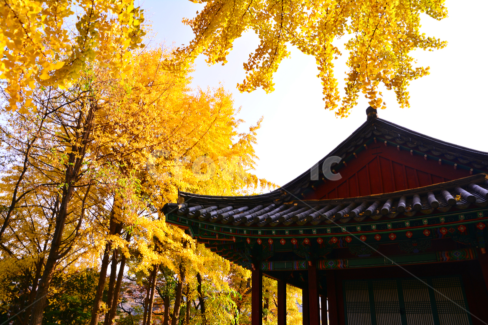 가을,전통,기와집,가을풍경,은행나무,가을단풍,가을분위기,한국적,코리안,fall,autumn,korean,traditional,단청,가을서정,10월,11월,보존,역사,유물,가을배경,노랑색,옐로우,yellow,칼라풀,가을,계절,fall,autumn,season,한국전통,한국문화,korean traditional,korean culture,건축물,건물외관,exterior,building,structure,architecture,construction,tree,나무,plant,식물,leaf,잎