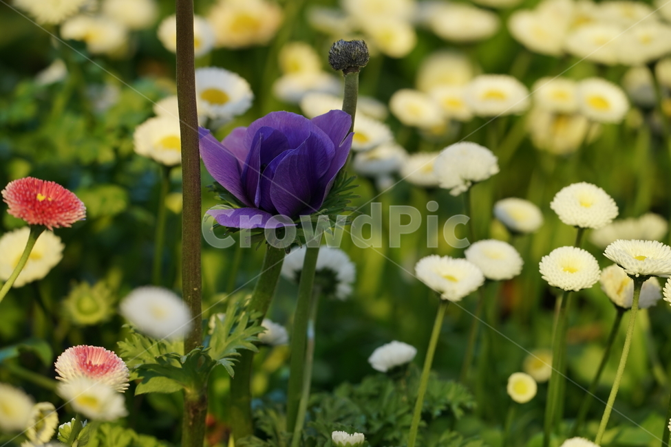 꽃,자연,고양꽃박람회,힐링,보라,식물,자연,plants,nature,꽃,flower