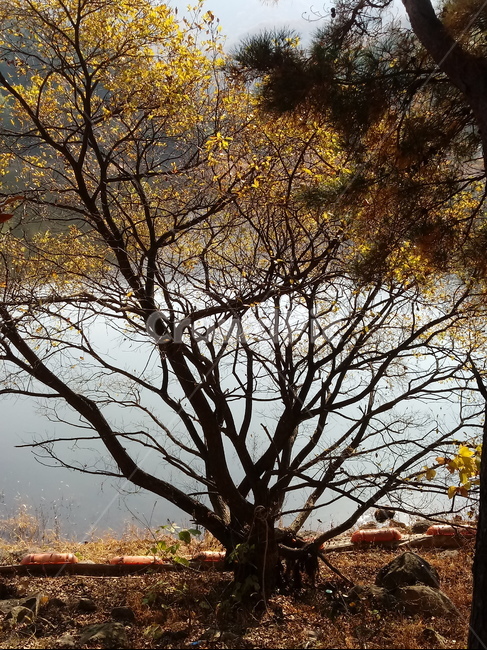 낙엽,단풍,落葉,leaves,나뭇잎,단풍나무,식물,maple,낙엽활엽관목,잎,계절,가을,자연,풍경,outdoors,옥외,fallautumnseason,naturelandscape,풍경사진,저수지,호수,물,나무줄기,가을,계절,fall,autumn,season,tree,나무,plant,tree trunk,나무 줄기