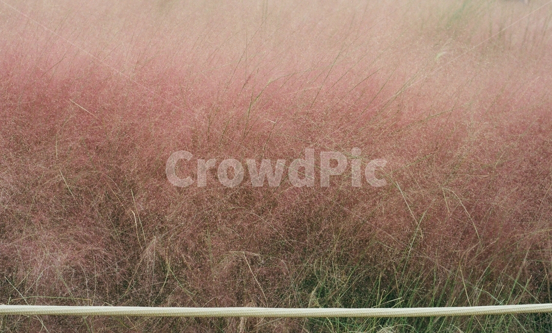 핑크뮬리,뮬리,핑크,자연,분홍,가을,계절,fall,autumn,season,식물,자연,plants,nature,grass,잔디,plant