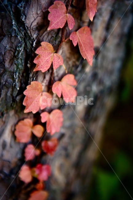 담쟁이,빨강,잎사귀,가을,나무,배경,가을,계절,fall,autumn,season,식물,자연,plants,nature,leaf,잎,plant,tree
