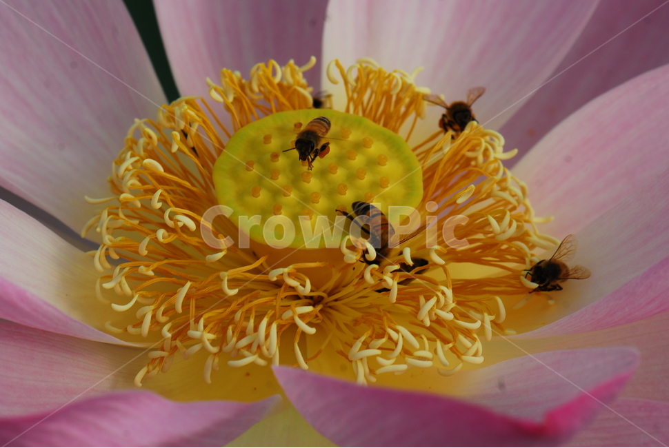 꽃,연꽃,관곡지,불교,여름,식물,자연,plants,nature,꽃,flower,동물,animal,곤충,벌레,insect,bug