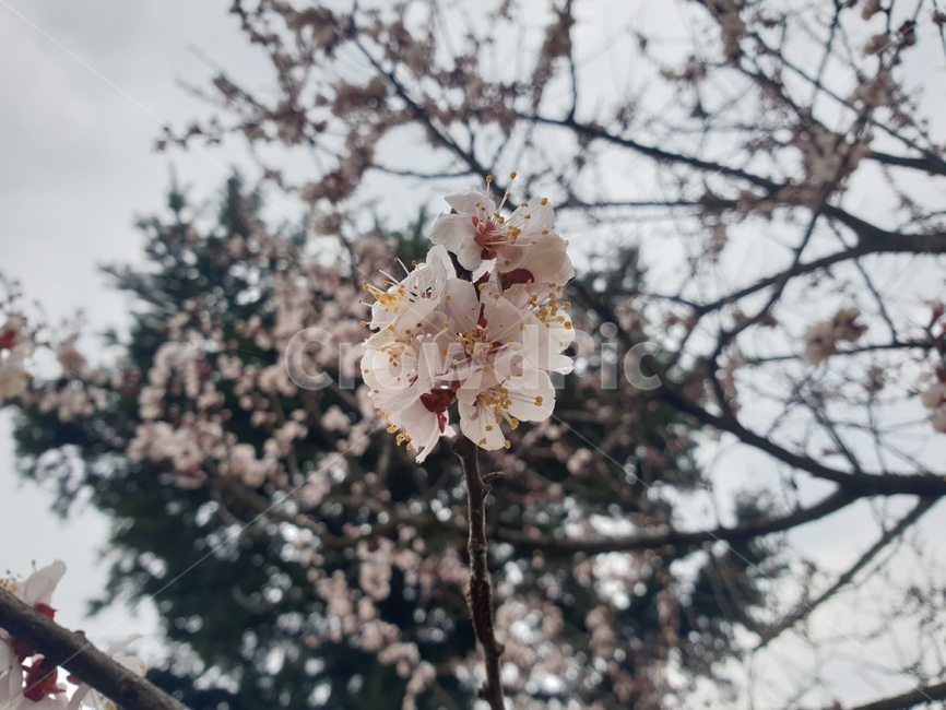 cherryblossom,벚꽃,꽃,flower,한송이,나뭇가지,나무,blossom,식물,plant
