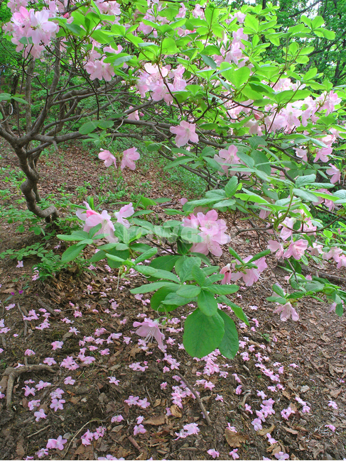 봄꽃,봄이미지,철쭉,분홍색,아름다움,낙화,flowers,plant,pink,green,식물,나무꽃,절정,산에서,산에피는꽃,우리꽃,등산로,아름다운,야생화,봄,계절,spring,season,식물,자연,plants,nature,꽃,flower,blossom