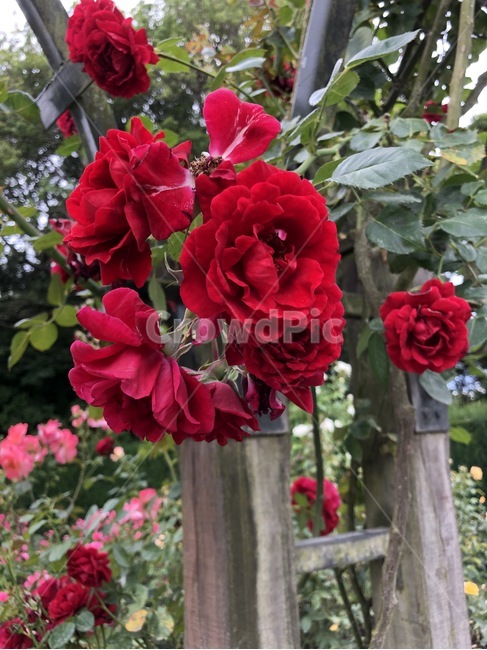 꽃,장미,rose,flower,red,빨간색꽃,빨강
