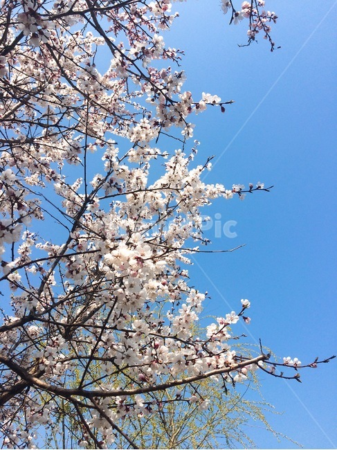 봄,벚꽃,봄꽃,cherryblossom,spring