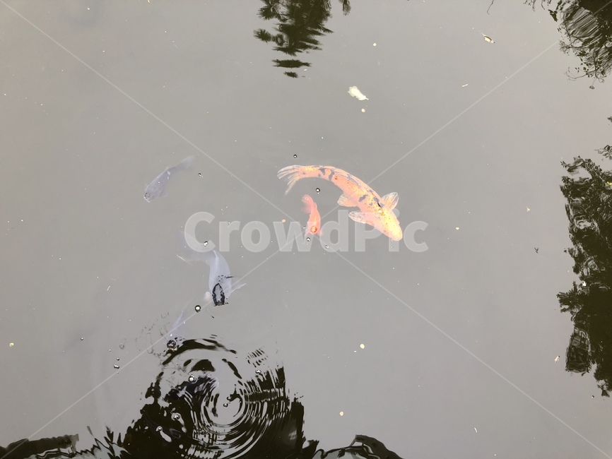 물고기,잉어,carp,연못,pond,물,동물,animal,어류,물고기,fish