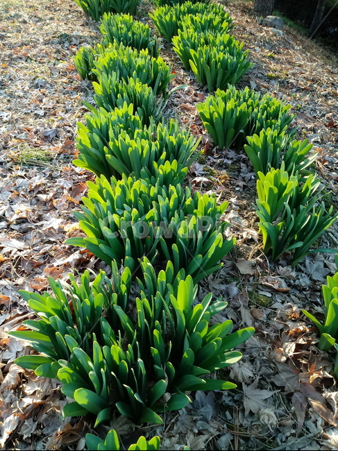 식물,plant,새싹,낙엽,바닥,봄,식물,자연,plants,nature