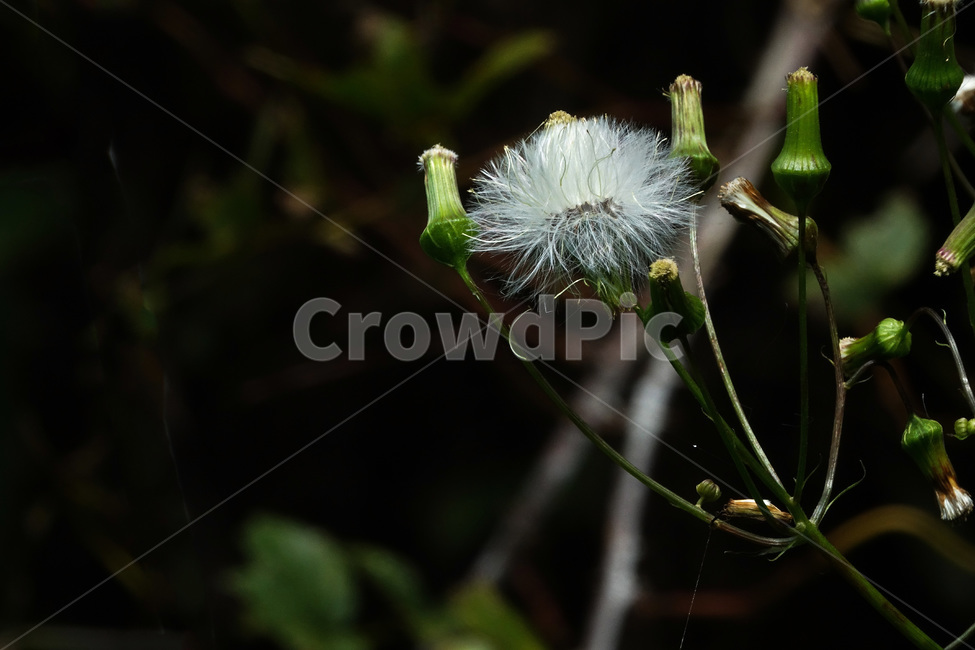 주홍서나물,식물,꽃,자연,야생화,식물,자연,plants,nature,꽃,flower