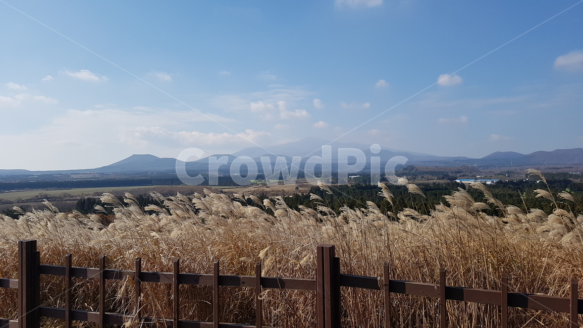억새,제주도,가을,한라산,억새밭