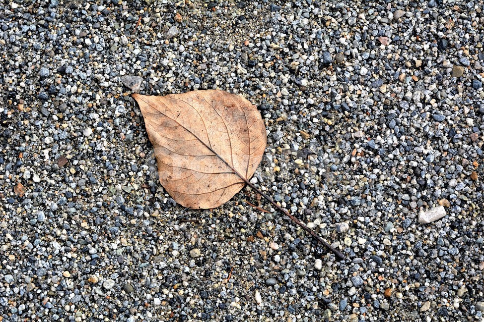낙옆,가을,고독,쓸쓸함,땅,가을,계절,fall,autumn,season,dirt road,흙길,gravel,자갈,road,도로,ground,바닥