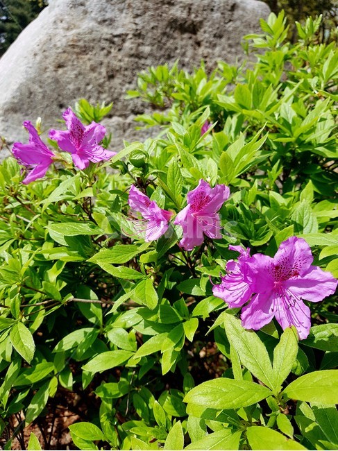 식물,제라늄,blossom,꽃,flower