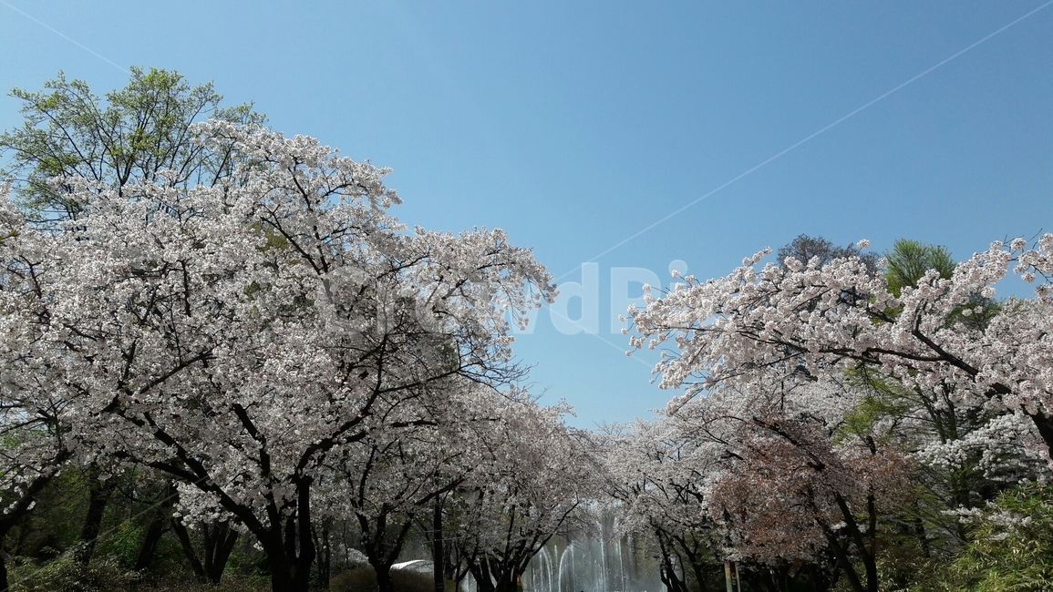 벚꽃,봄벚꽃,벚꽃나무,봄하늘,분수