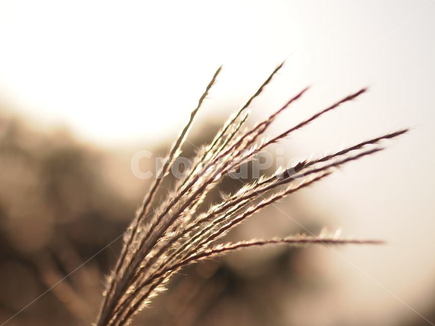 갈대,공원,식물,해질녘,가을식물,가을풍경,plant,reed,reeds,plants,park,autumn,fall,evening,햇빛,땅거미,golden,brown,금색