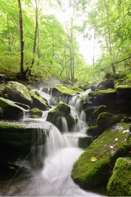 한국,자연,풍경,이끼,계곡,여름,계절,summer,season,자연,풍경,nature,landscape,water,물,outdoors,옥외,river,강
