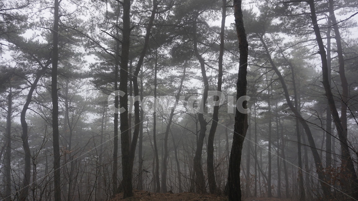 나무,숲,산,안개,겨울,겨울,계절,winter,season,자연,풍경,nature,landscape,weather,날씨,outdoors,옥외