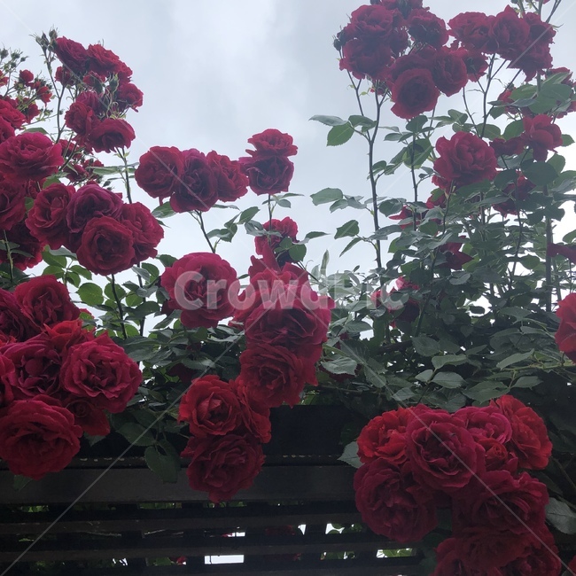 장미,장미공원,꽃,식물,로즈